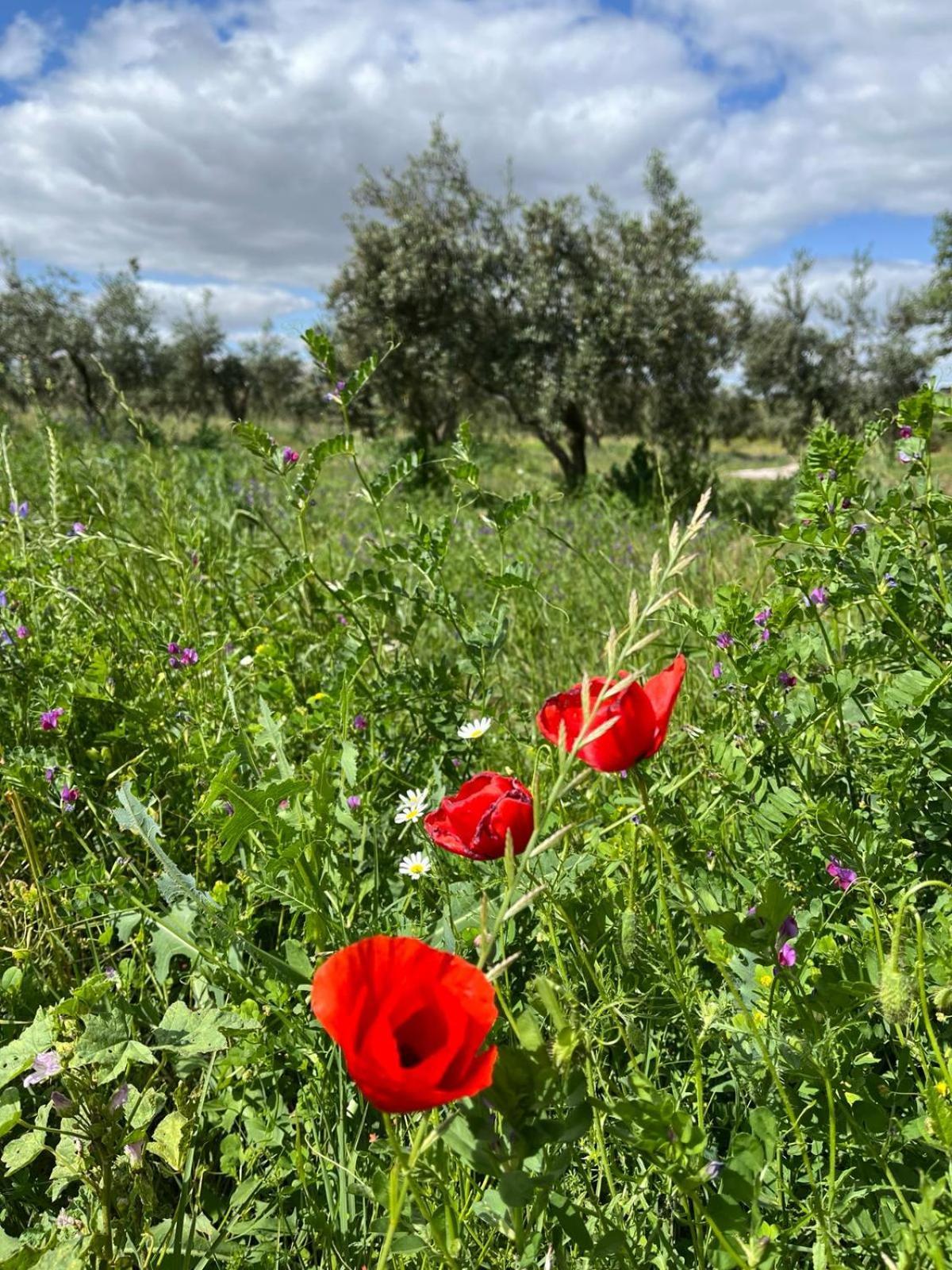 مبيت وإفطار Amareleja Quinta Monte Da Azinheira المظهر الخارجي الصورة