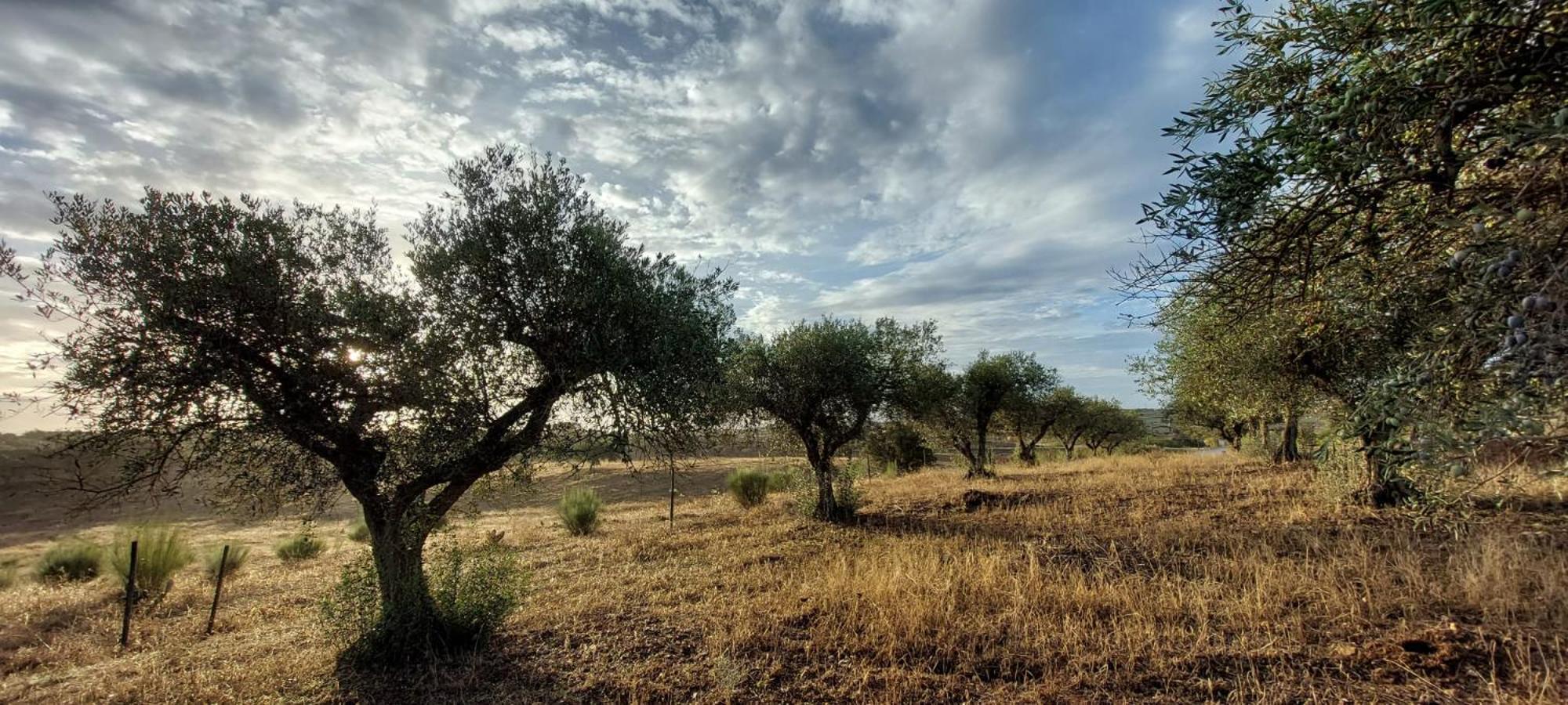 مبيت وإفطار Amareleja Quinta Monte Da Azinheira المظهر الخارجي الصورة